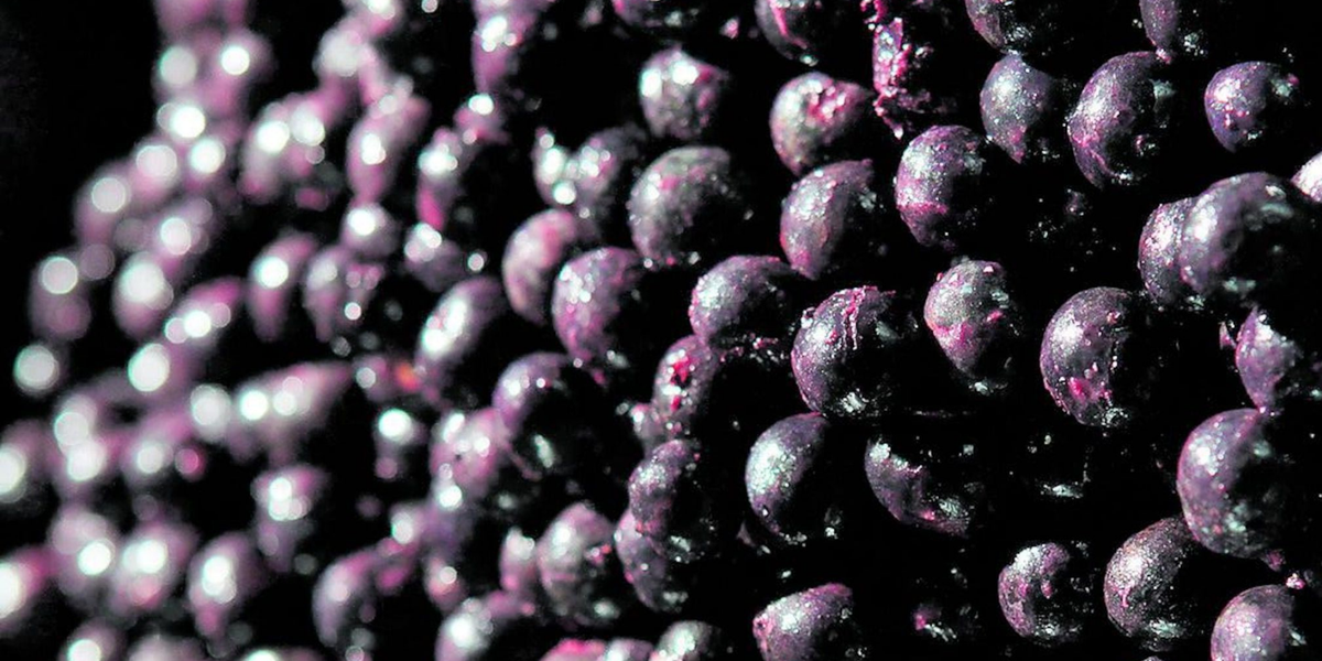 Aronya ve Açai Aynı Mı? 5 Önemli Fark