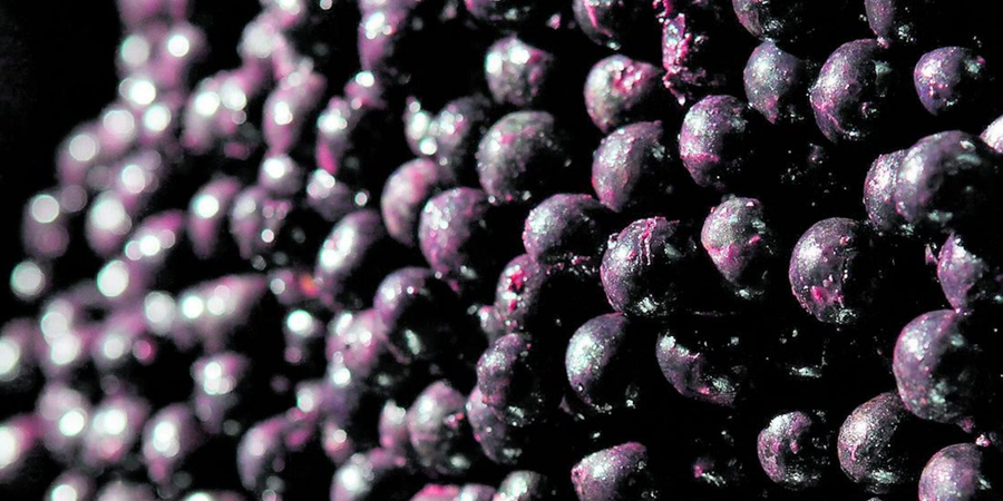 Aronya ve Açai Aynı Mı? 5 Önemli Fark
